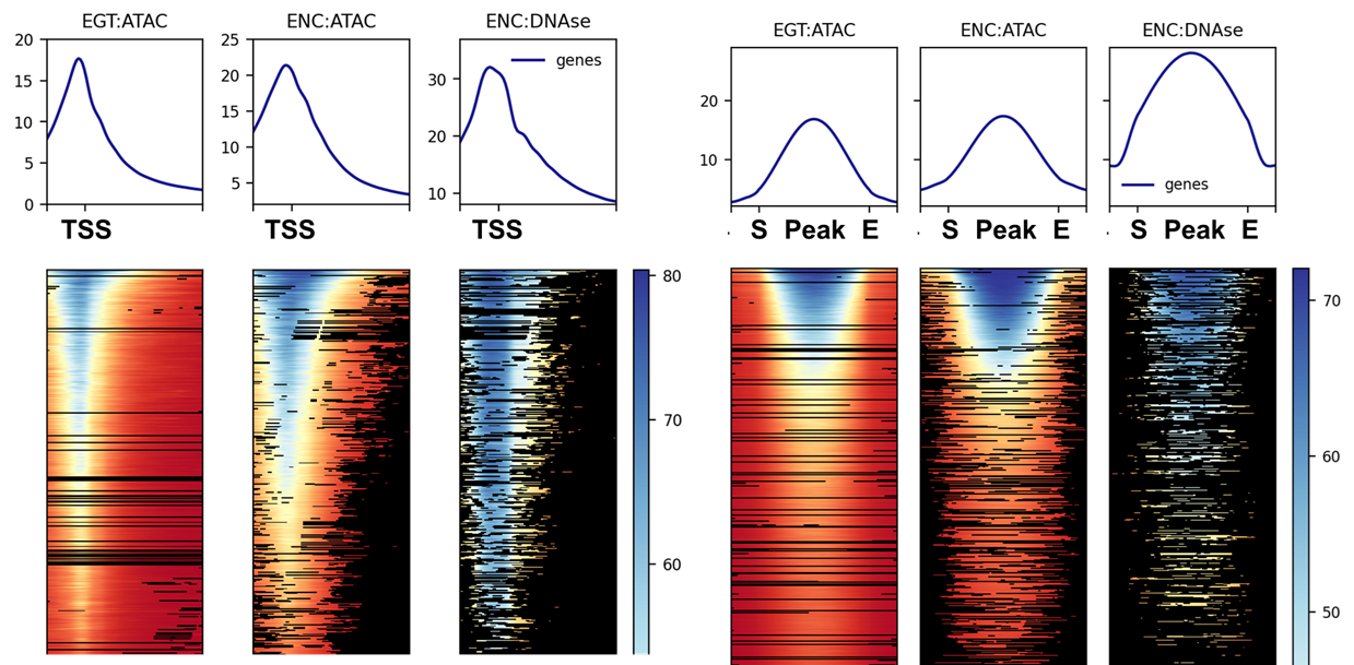 ATAC-seq TSS enrichment and replicate correlation heatmap