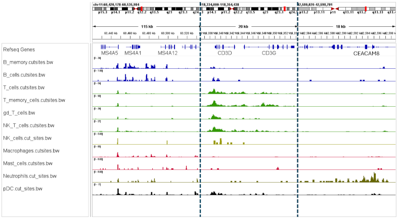 IGV genome browser showing scCUT&Tag tracks sorted by cell type
