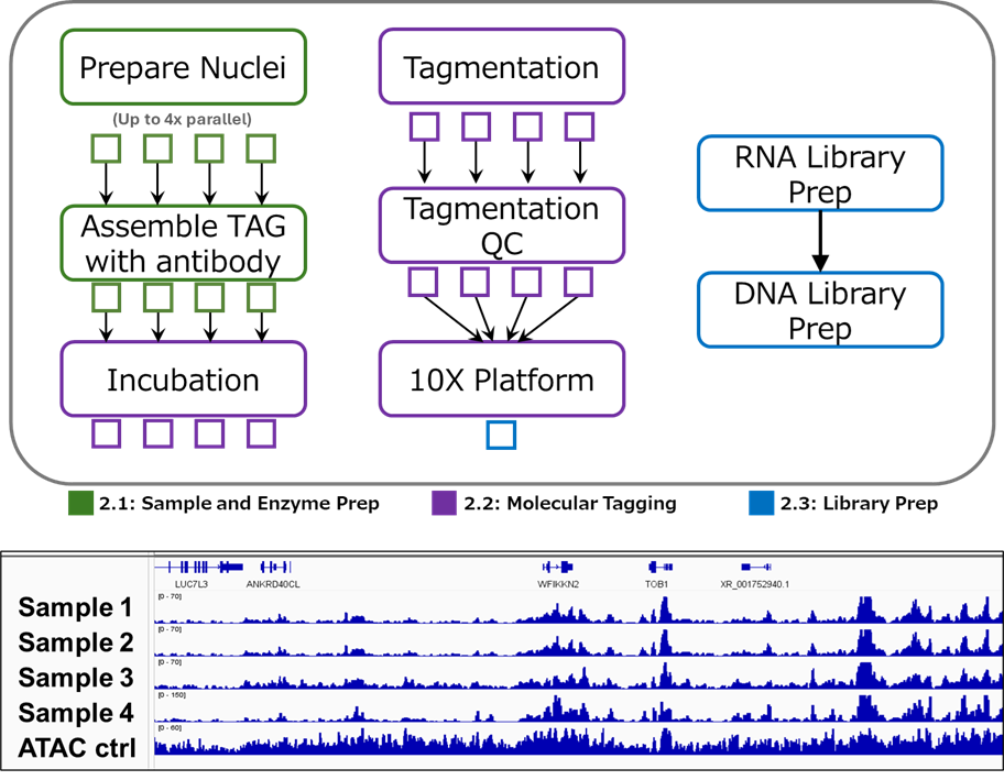 Figure describing the multiplex option of Paired-Tag and resulting H3K27ac tracks