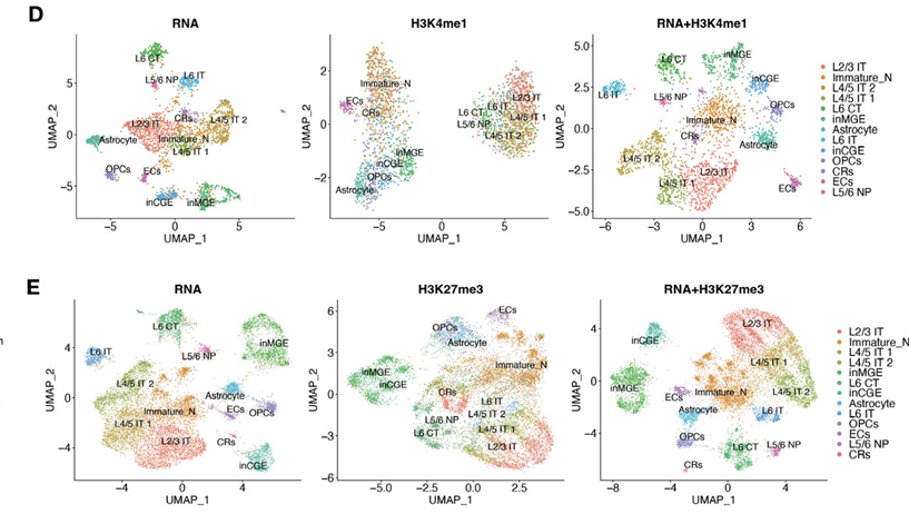 Figure from Chen et al., showing Paired-Tag UMAP embeddings in e-cigarette exposed rat cortex.