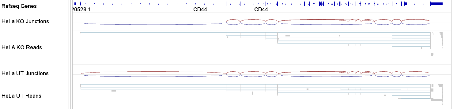 IGV screenshot of full-length reads and splice junctions in KO and WT cells across CD44