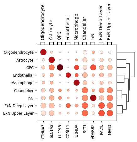 Dot-heatmap for marker enrichment in brain snRNA-seq