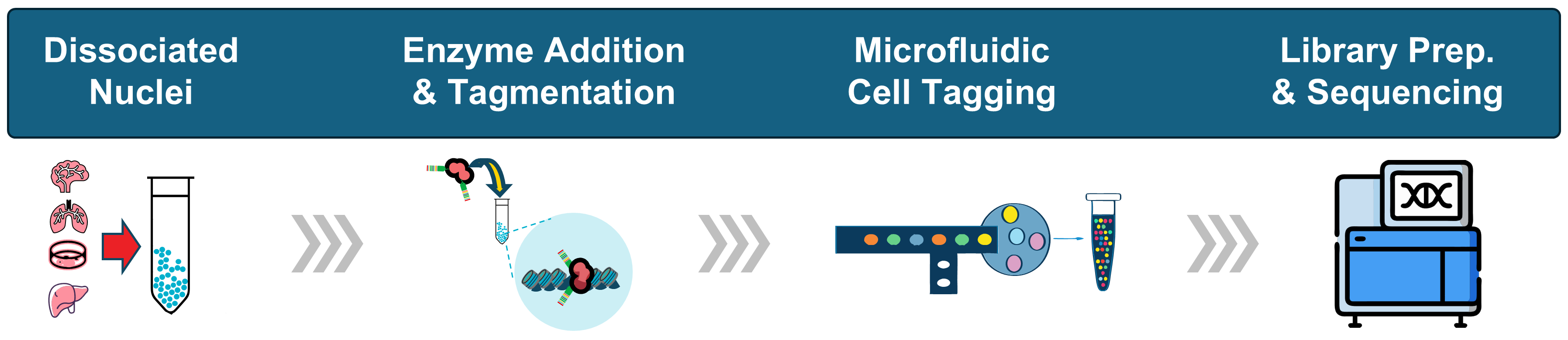Illustration of ATAC-seq sample intake timeline