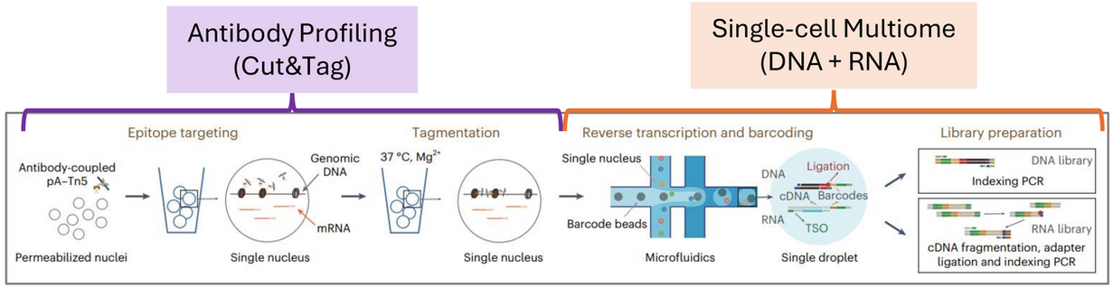 IGV tracks showing single-cell histone profiling