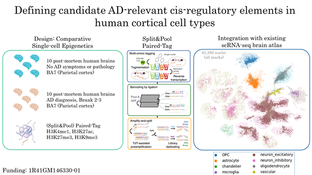 Multi-panel figure depicting an experiment profiling single-cell epigenetics in AD brain
