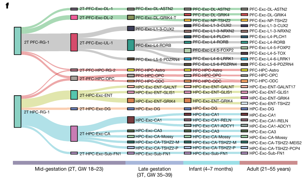Alluvial plot depicting cell maturation paths