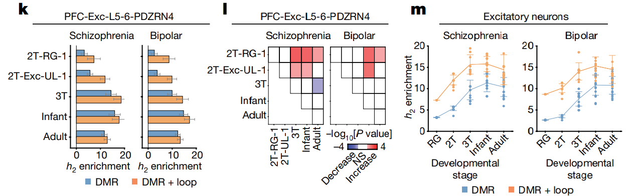 Three-panel figure showing relationship between neuropsychiatric heritability and excitatory neuron chromatin
