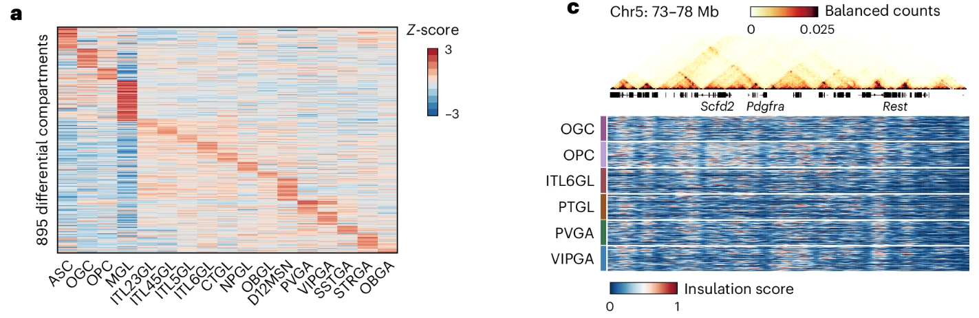 Two-panel figure showing the results of single-cell Hi-C analysis differentially between cell types