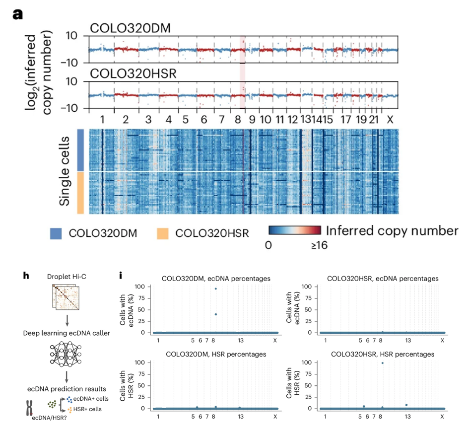 Multi-panel figure describing a single-cell experimental workflow in mice