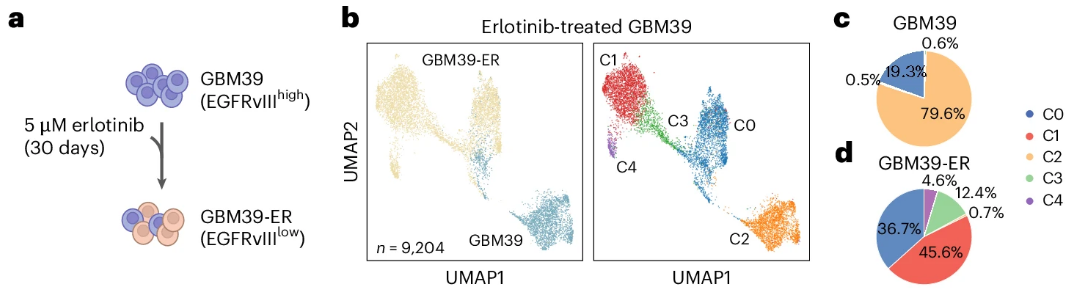 Three-panel figure showing an experiment in GBM39 cells with outcome UMAP and pie charts
