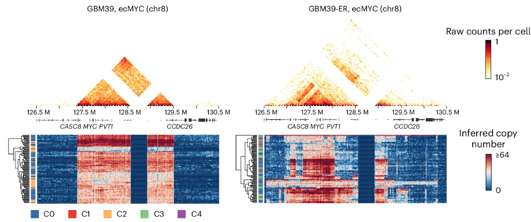 Contact (and inferred copy number) heatmaps from Droplet Hi-C