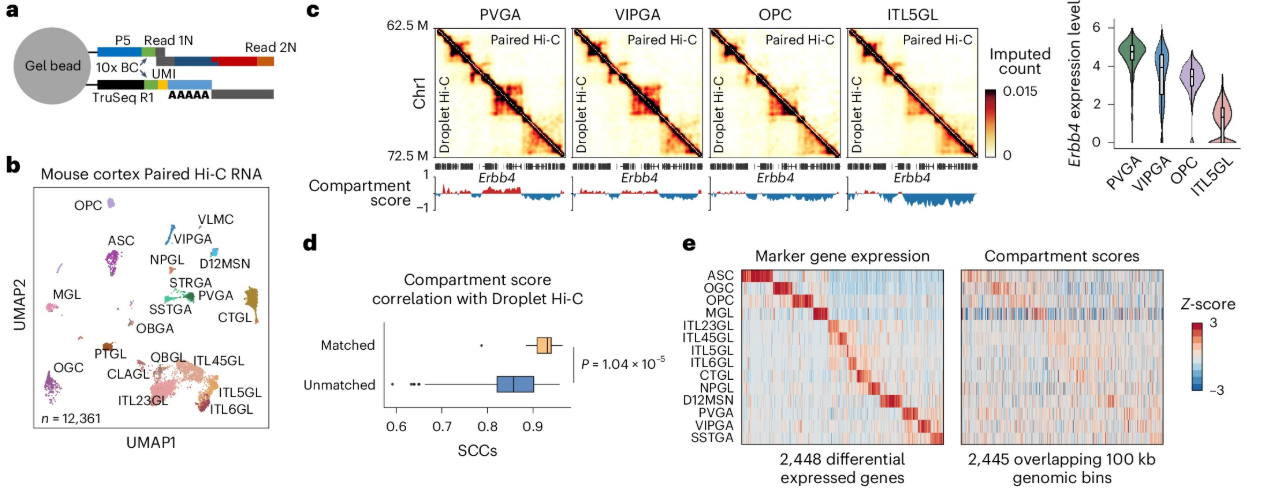 Multi-panel image describing the Droplet Paired-Hi-C assay and providing quality metrics
