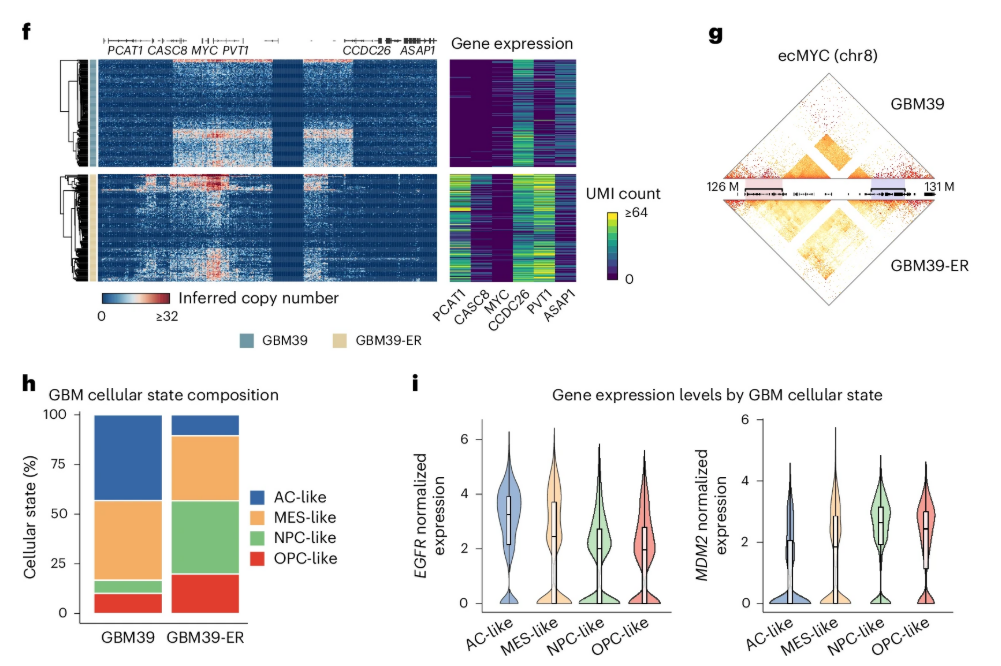 Multi-panel figure showing linked changes in gene expression and chromatin contancts in ER-treated GBM39