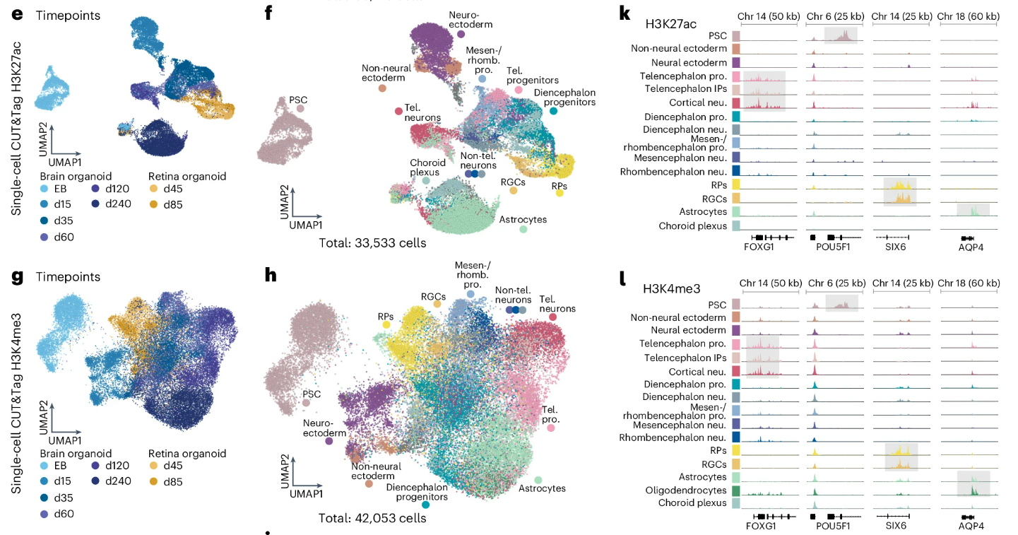 Two-panel figure showing UMAP embeddings of histone modifications along developmental timepoints