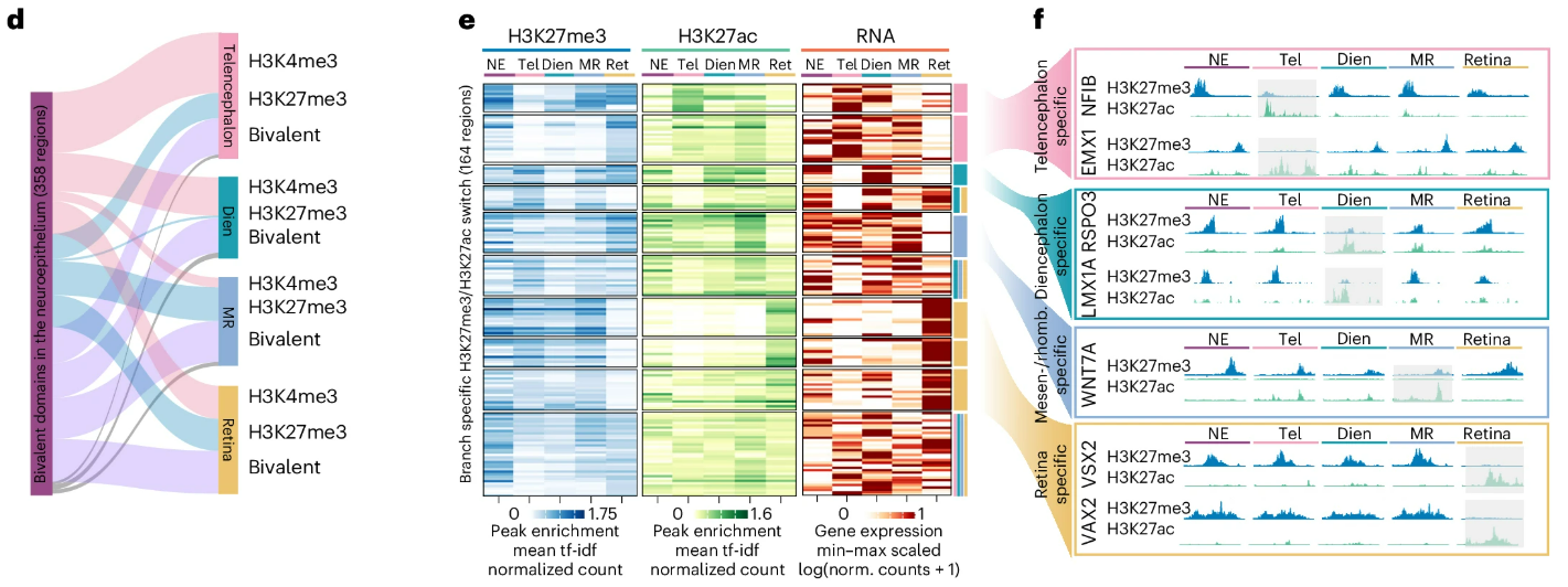 Alluvial plot, heatmap, and IGV tracks showing histone modification relationships across developmental timepoints
