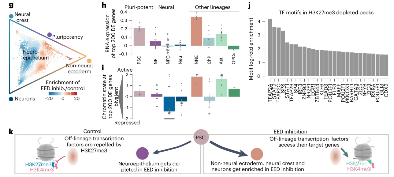 Multi-panel figure showing results related to cell fate decision and histone modifications