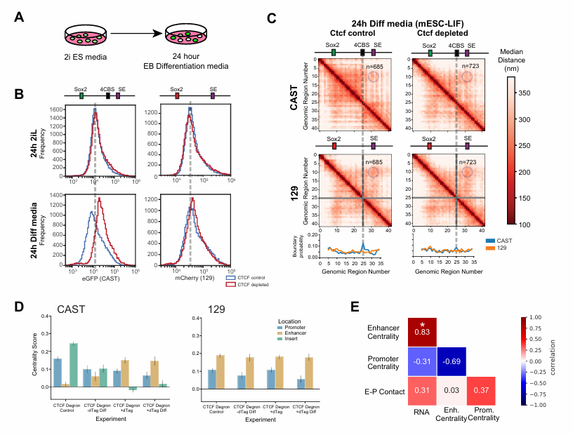 HiChIP contact matrices showing Sox2 boundary insulation loss and recovery.