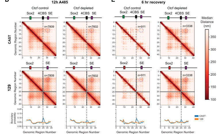 Flow cytometry and HiChIP heatmaps show CTCF-dependent Sox2 insulation.