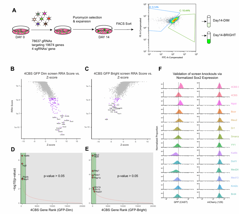 CRISPR screen workflow, FACS gate of GFP dim/bright populations, validation histograms.