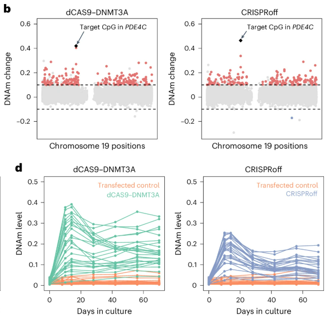 Scatter of DNAm change on Chr19 and DNAm time-course.