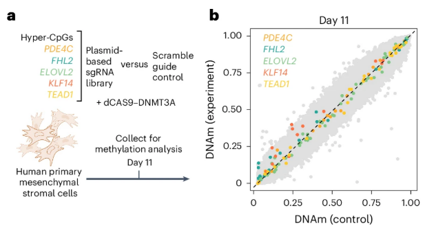 DNAm control vs edited scatter for hyper-CpGs in MSCs.