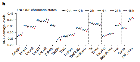 Line chart of damage enrichment by chromatin state over time.
