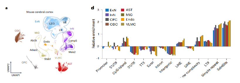 Cortex cell-type UMAP and genomic feature enrichment bars.
