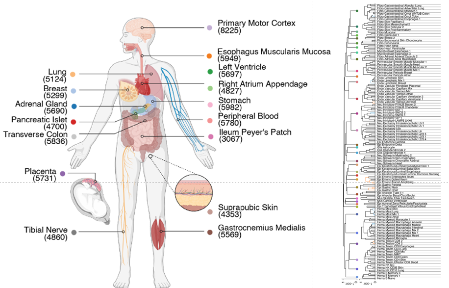 Body map with tissue counts and methyl-3C clustering tree.