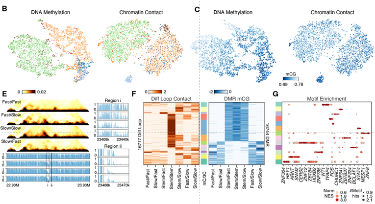 UMAPs, track plots, heatmaps, and motif-enrichment dots for fast/slow subtypes.