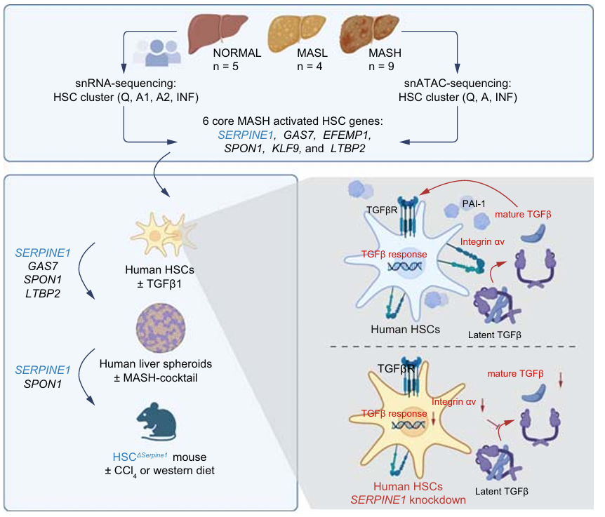 Workflow, perturbations, and SERPINE1-TGFβ activation model.