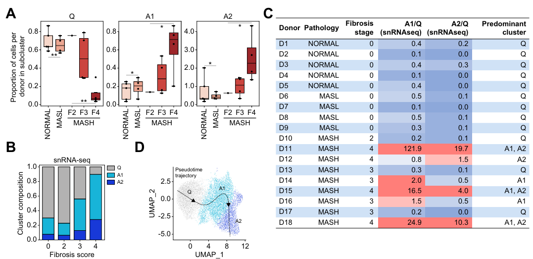 Boxplots of subcluster proportions, bar chart, donor heatmap, UMAP trajectory.