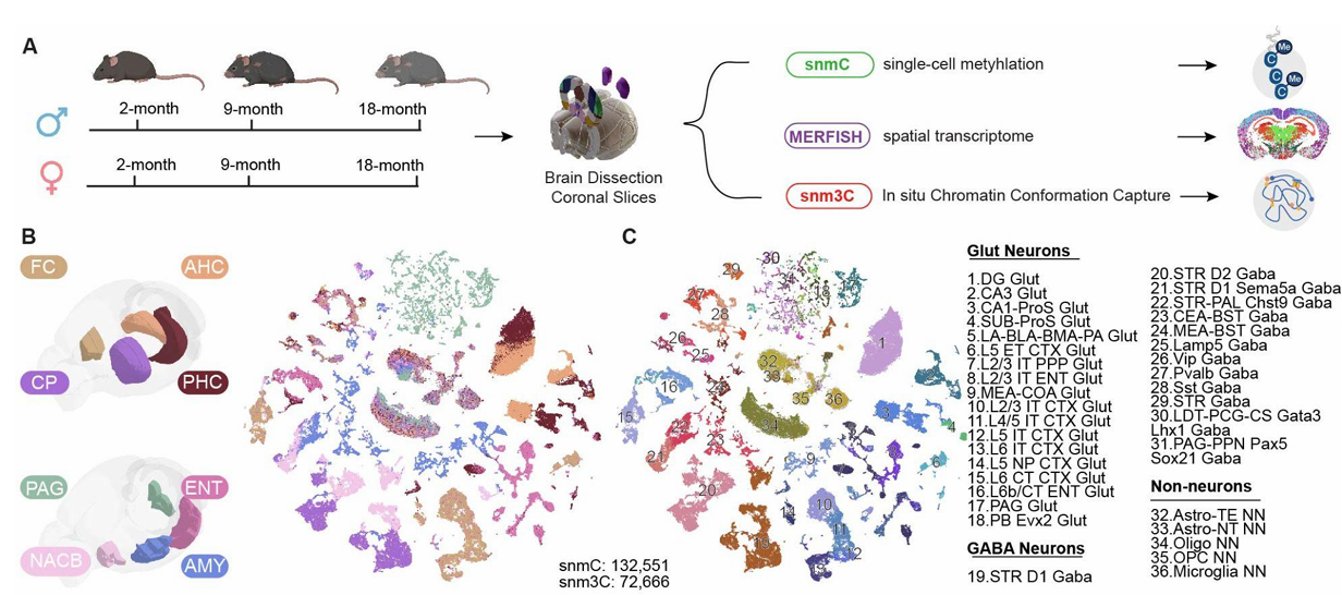 UMAPs of snmC, MERFISH, and snm3C clusters in mouse brain.