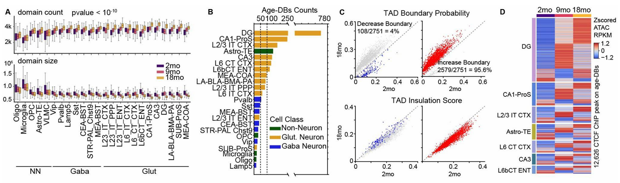 Boxplots of domains, bar of age-DB counts, TAD boundary and ATAC heatmaps.
