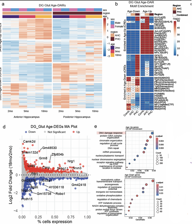 Aging induces region-specific regulatory reprogramming in dentate gyrus glutamatergic neurons 