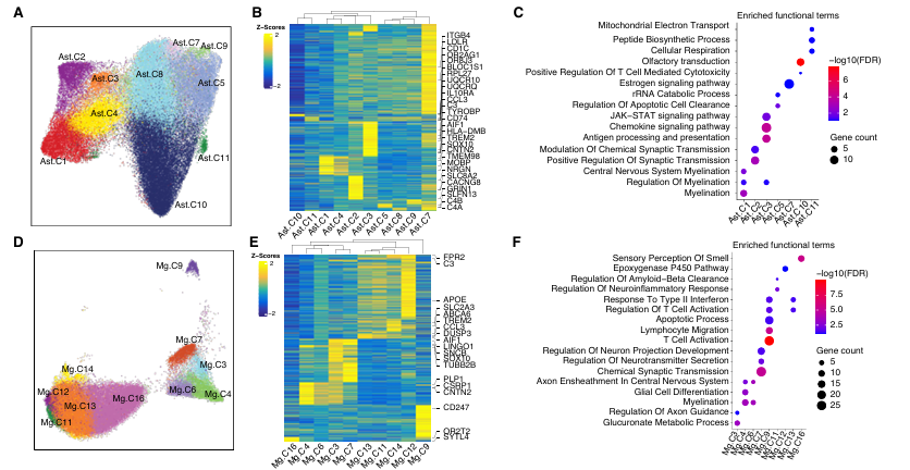 Diversity and heterogeneity of cellular subtypes in human brain of tauopathies. 