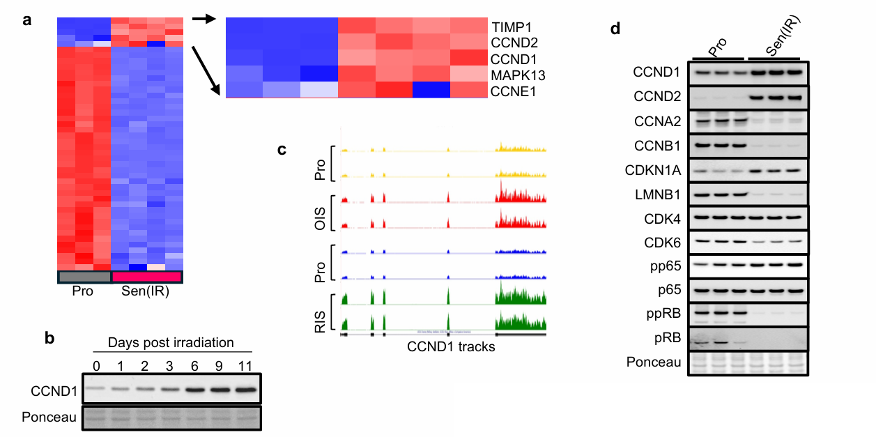 Part of Firuge 1 from Rajesh, et al.