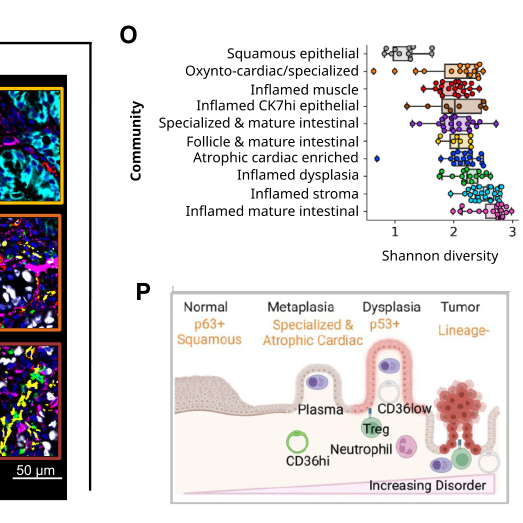 Multiomics Profiling of Esophageal Cancer Development: Could Single-cell Transcriptomic and Epigenetic Analyses Extend our Understanding?