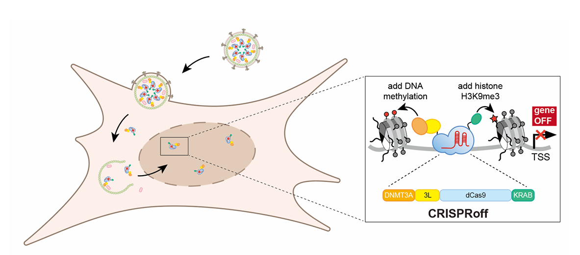 Can RENDER Move Epigenome Editing Closer to Therapeutic Applications?