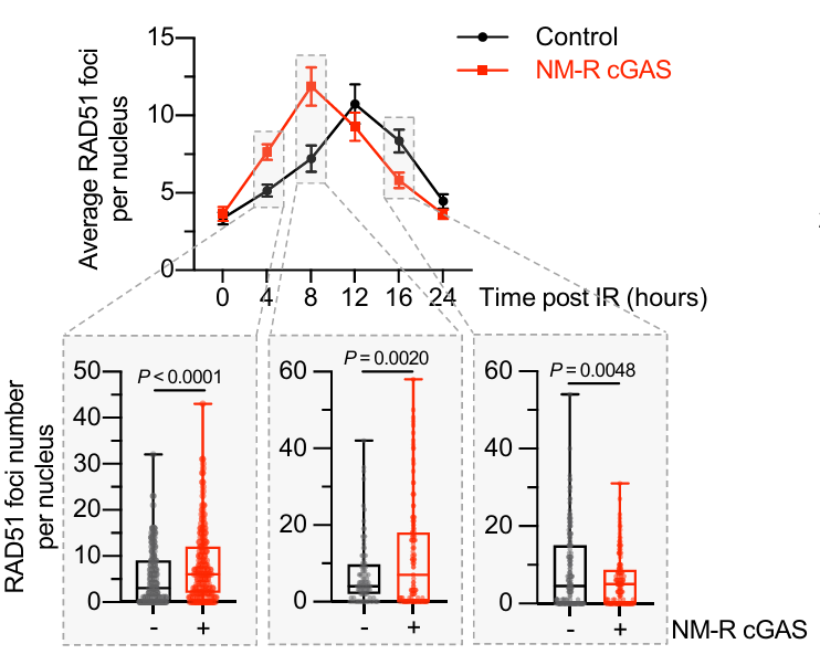 Multi-panel image showing faster dynamics and higher efficiency of NMR cGAS