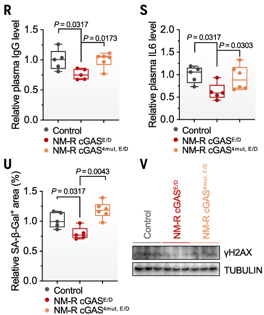 Box plot showing changes in immune secretion in cGAS-mutated populations