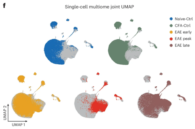 Joint snRNA-seq + ATAC UMAP
