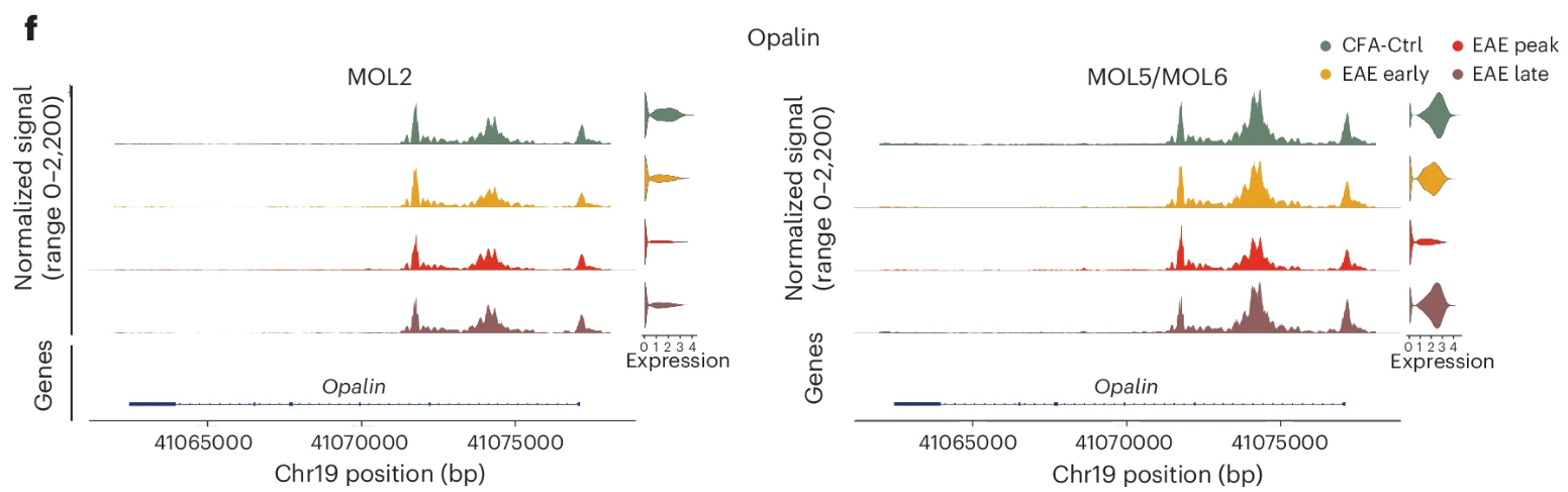 Chromatin tracks and expresson violin plots for oligodendrocyte subpopulations