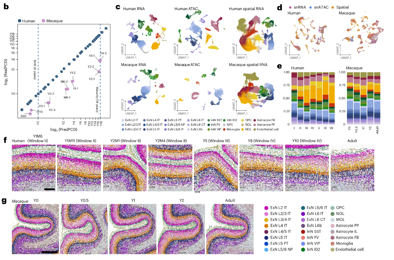 Multi-panel figure showing integration of multi-modal data within human and macaque cortex