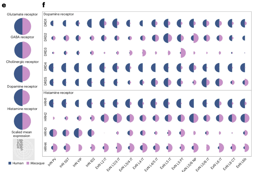 Figure showing the expression of major dopamine and histamine receptors across cortical neuron types
