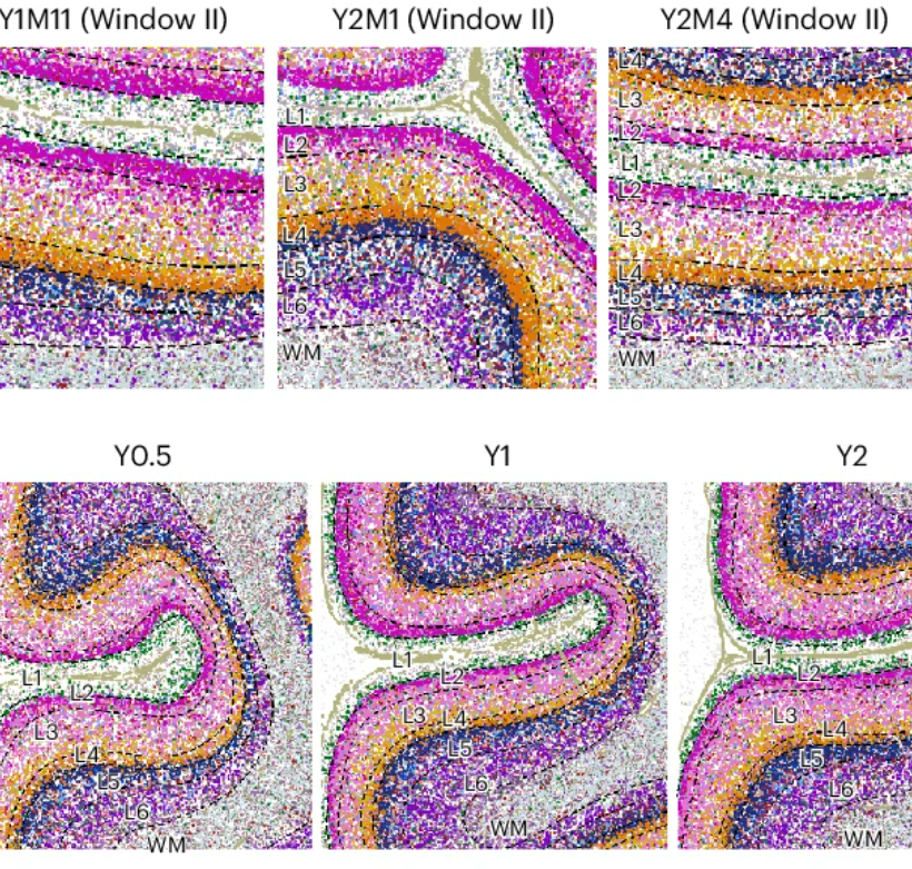 Exploring Human Prefrontal Cortex Development