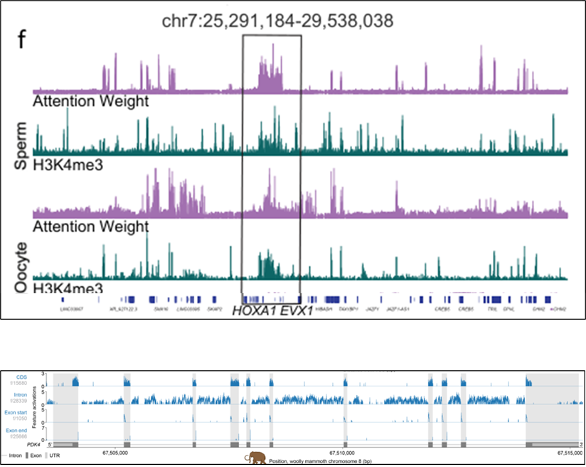 Multi-panel image showing correlation of attention weights and functional sequences